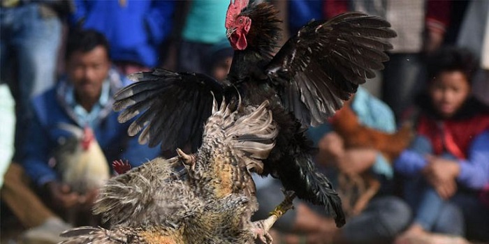 A new, fair and professional form of playing online cockfighting