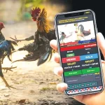 Notes for players when participating in online cockfighting